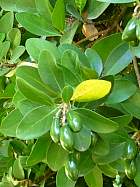 Belem - Corynocarpus laevigata