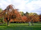 Parc de Sceaux - Cerisier rose
