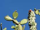 Monaco et la corniche - Cereus hildmannianus, Mexique