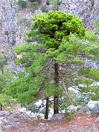 Crète - Pins (Pinus brutia)