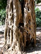 Crète - Tronc de vieil olivier
