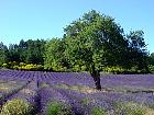 Haute Provence - 