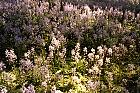 Brooklyn Garden - Hyacinthoides hispanica Excelsior