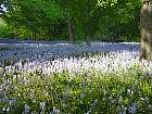 Brooklyn Garden - Hyacinthoides hispanica Excelsior