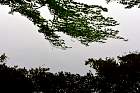 Kyoto - Reflet d'rable palmatum