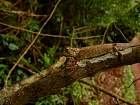 Montagne d'Ambre - Brookesia ambreensis