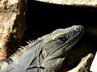 Uxmal (600-900) - Iguane