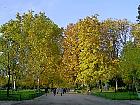 Parc Monceau (Paris) - Platane, marronnier