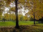 Parc Monceau (Paris) - Noyer d'Amrique