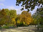 Parc Monceau (Paris) - Premier plan : rable plane