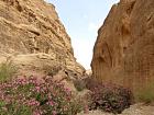 Petra 2 - Wadi Al-Mudhlim