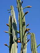 Villa Ephrussi - Cereus peruvianus cactus
