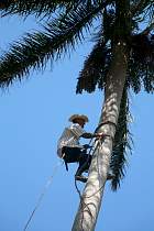 Santa-Clara - Rcolte d'un palmier