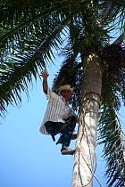 Santa-Clara - Rcolte d'un palmier