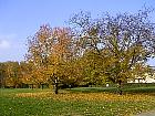 Parc de Sceaux - Cerisiers