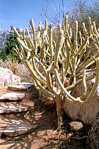 Sóller - Cactus au jardin botanique