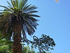 Tananarive - Ficus attaquant un palmier