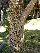 Tananarive - Ficus trangleur