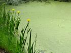 De Bignaos au parc du Teich et Gujan-Mestras - Iris des marais