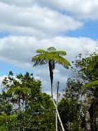 Trinidad - Fougre arborescente