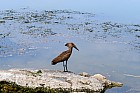 Lac Hora � Awasa - Ombrette Africaine