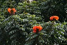 Addis-Abeba - 