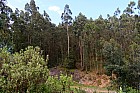 Addis-Abeba - Eucalyptus