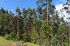 Addis-Abeba - Eucalyptus