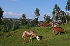 Addis-Abeba - 