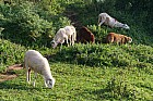 Addis-Abeba - 