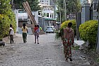 Addis-Abeba - Herbe coqsora
