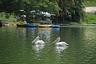 Lac Hora � Awasa - Lac Hora