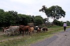 Lac Hora � Awasa - 