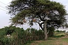 Lac Hora � Awasa - 
