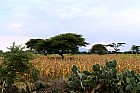 Lac Hora � Awasa - 