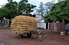 Lac Hora � Awasa - 