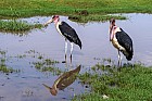 Lac Hora � Awasa - Marabout