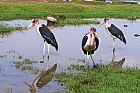 Lac Hora � Awasa - Marabout