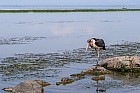Lac Hora � Awasa - Marabout