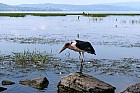Lac Hora � Awasa - Marabout