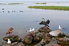 Lac Hora � Awasa - Cormoran
