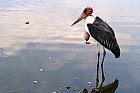 Lac Hora � Awasa - 