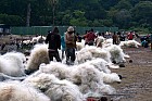 Lac Hora � Awasa - March� aux poissons