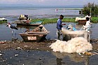 Lac Hora � Awasa - March� aux poissons