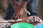 Lac Hora � Awasa - Tilapia