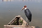 Lac Hora � Awasa - March� aux poissons