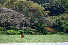 Lac Hora � Awasa - 
