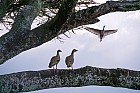 De Wondo Genet � Ziway - Couple d'ouettes d'�gypte (Alopochen aegyptiaca)
