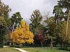 Bordeaux, parc de Bourran - Noyer d'Amérique